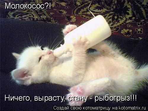 Котоматрица: Молокосос?! Ничего, вырасту, стану - рыбогрыз!!!