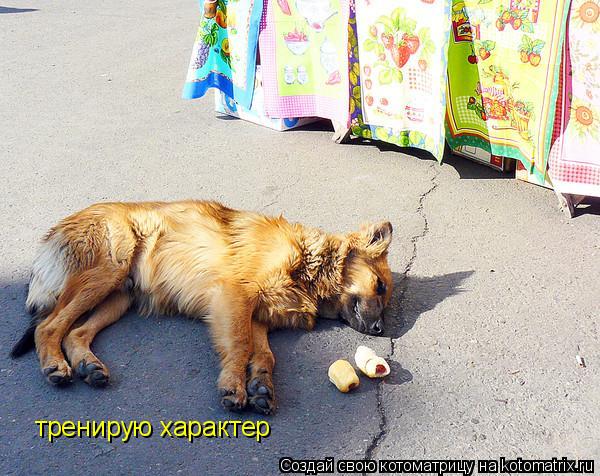 Котоматрица: тренирую характер