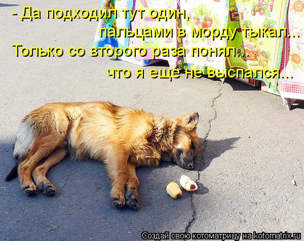 - Да подходил тут один, пальцами в морду тыкал... Только со второго раза понял... что я еще не выспал... Котоматрица: - Да подходил тут один, пальцами в морду тыкал... Только со второго раза понял... что я еще не выспался...