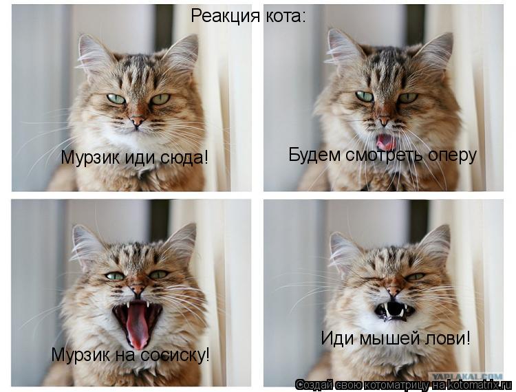 Котоматрица: Реакция кота: Мурзик иди сюда! Будем смотреть оперу Мурзик на сосиску! Иди мышей лови!