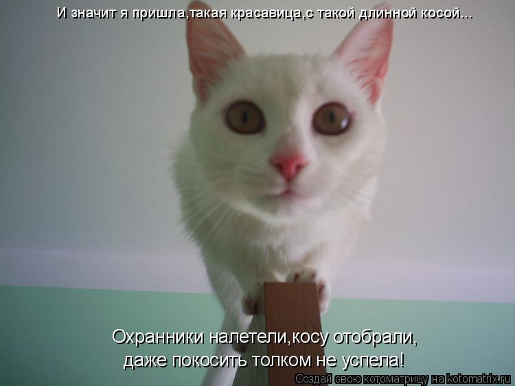 Котоматрица: И значит я пришла,такая красавица,с такой длинной косой... даже покосить толком не успела! Охранники налетели,косу отобрали,