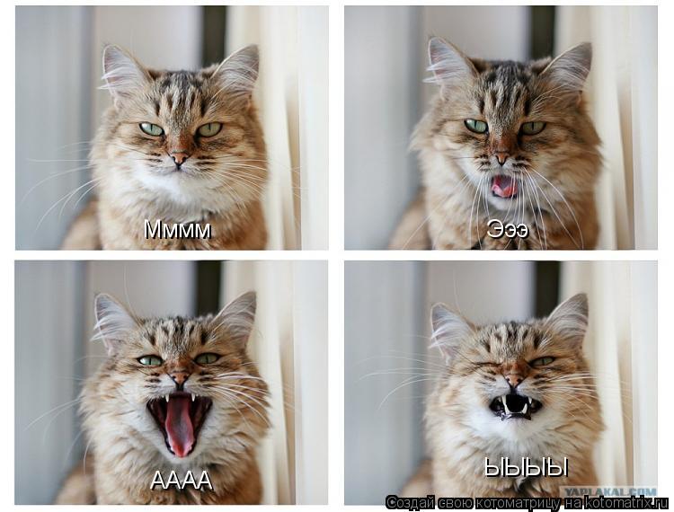 Котоматрица: Эээ Мммм АААА ЫЫЫЫ