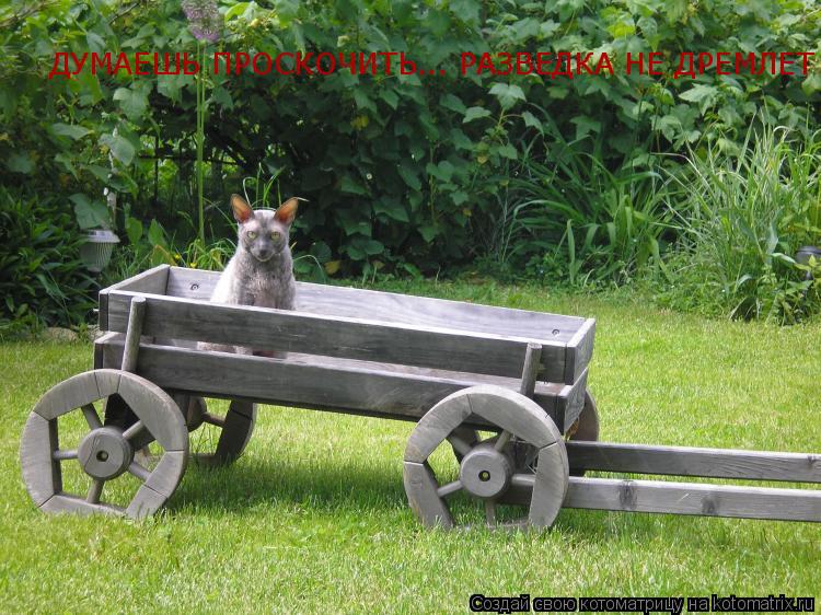 Котоматрица: ДУМАЕШЬ ПРОСКОЧИТЬ... РАЗВЕДКА НЕ ДРЕМЛЕТ