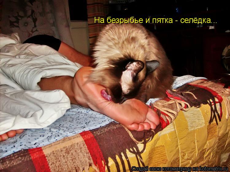 Котоматрица: На безрыбье и пятка - селёдка...