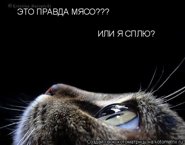 Котоматрица: ЭТО ПРАВДА МЯСО??? ИЛИ Я СПЛЮ?