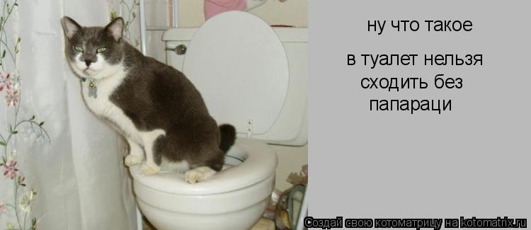 Котоматрица: ну что такое в туалет нельзя  сходить без папараци