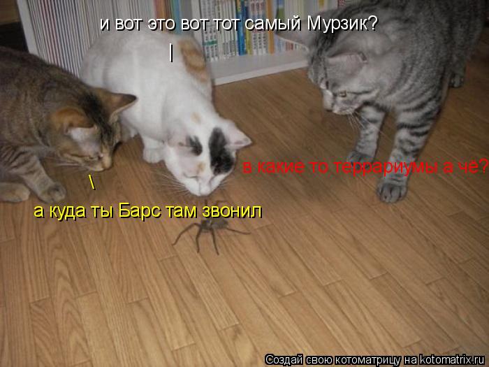 Котоматрица: и вот это вот тот самый Мурзик? | а куда ты Барс там звонил \ в какие то террариумы а чё?
