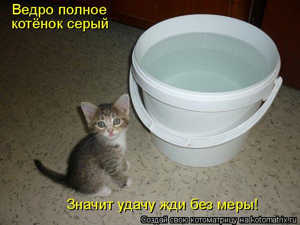 Котоматрица: Ведро полное котёнок серый Значит удачу жди без меры!