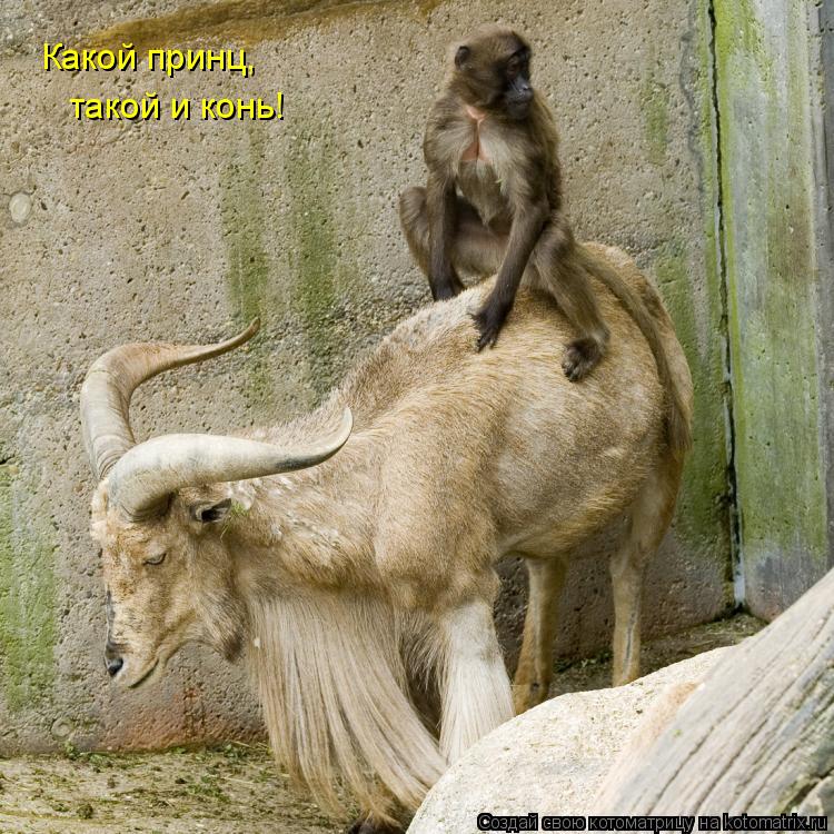Котоматрица: Какой принц, такой и конь!