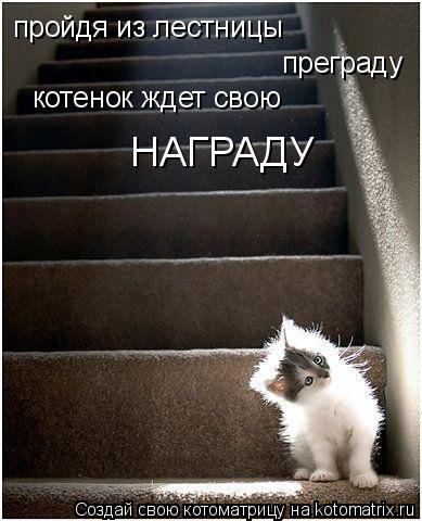 Котоматрица: пройдя из лестницы преграду НАГРАДУ котенок ждет свою