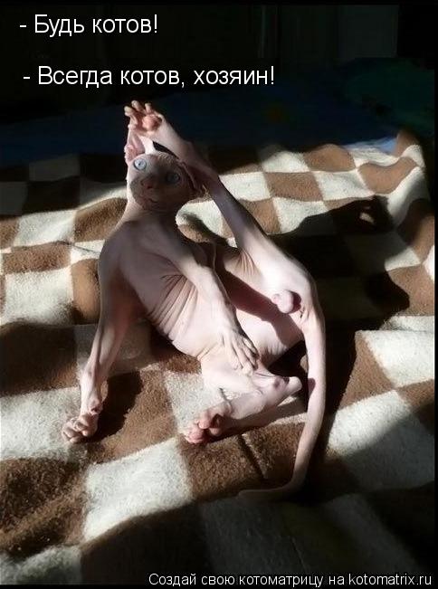 Котоматрица: - Будь котов! - Всегда котов, хозяин!