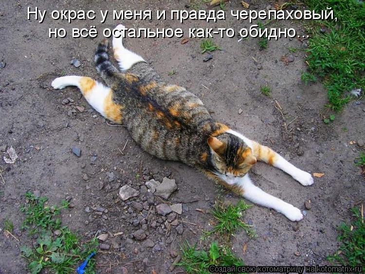 Котоматрица: Ну окрас у меня и правда черепаховый, но всё остальное как-то обидно...
