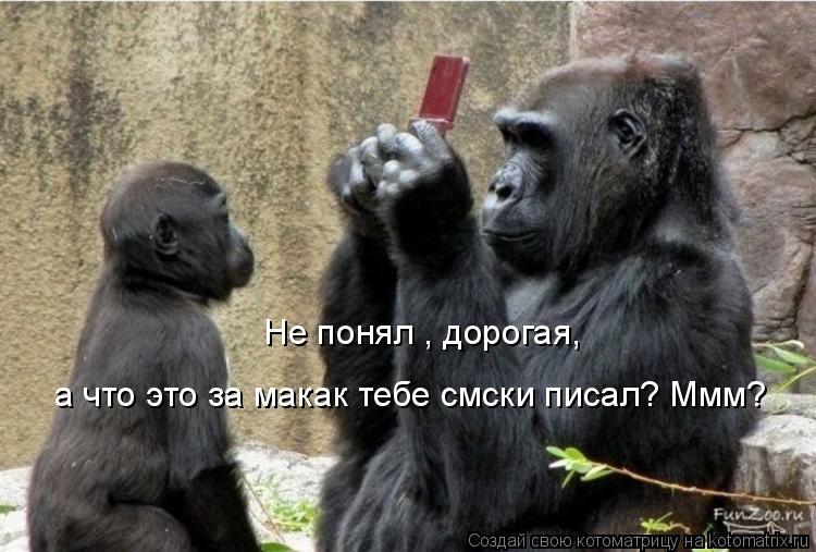 Котоматрица: Не понял , дорогая, а что это за макак тебе смски писал? Ммм?