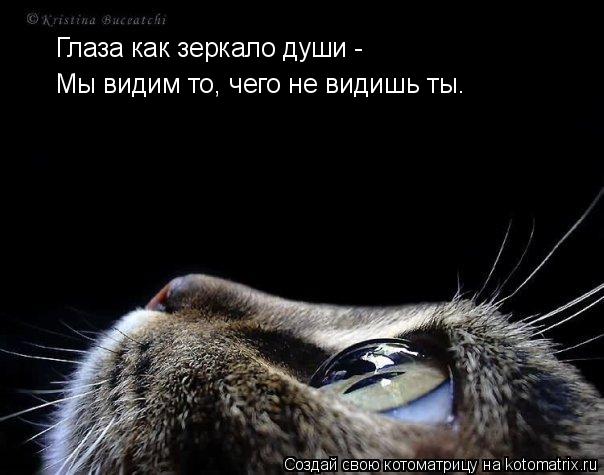 Котоматрица: Глаза как зеркало души - Мы видим то, чего не видишь ты.