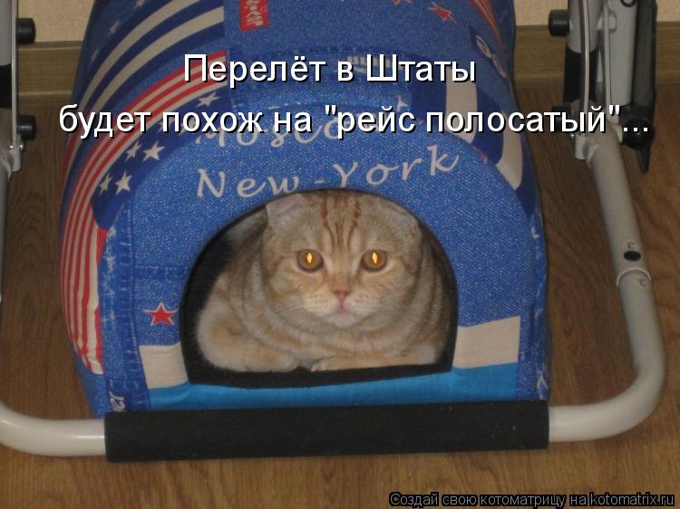 Котоматрица: Перелёт в Штаты  будет похож на "рейс полосатый"...