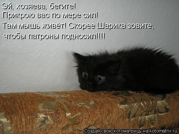 Котоматрица: Эй, хозяева, бегите! Прикрою вас по мере сил! Там мышь живёт! Скорее Шарика зовите, чтобы патроны подносил!!!!