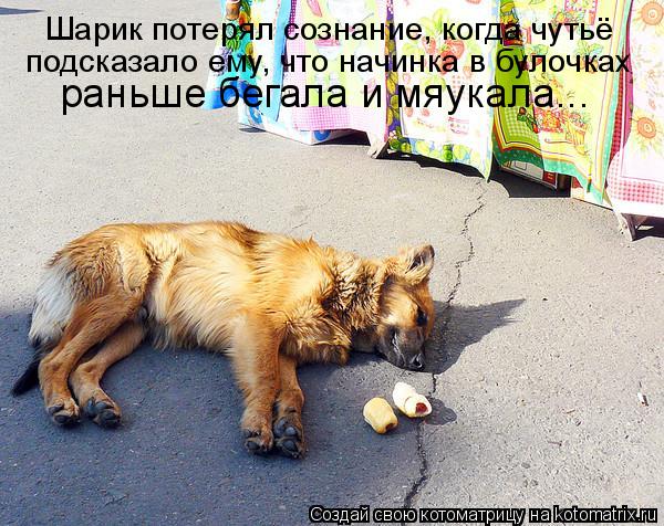 Котоматрица: Шарик потерял сознание, когда чутьё  подсказало ему, что начинка в булочках раньше бегала и мяукала...