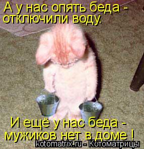 Котоматрица: А у нас опять беда -  отключили воду. И ещё у нас беда - мужиков нет в доме !