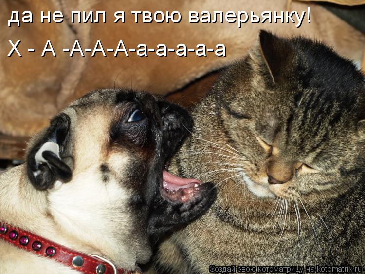 Котоматрица: да не пил я твою валерьянку! Х - А -А-А-А-а-а-а-а-а