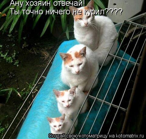 Котоматрица: Ану хозяин отвечай! Ты точно ничего не курил????