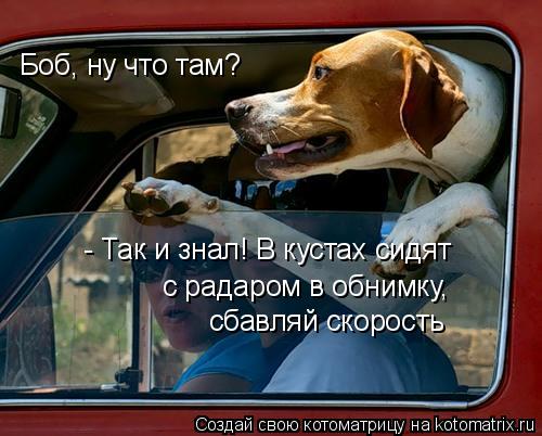 Котоматрица: Боб, ну что там? - Так и знал! В кустах сидят с радаром в обнимку, сбавляй скорость