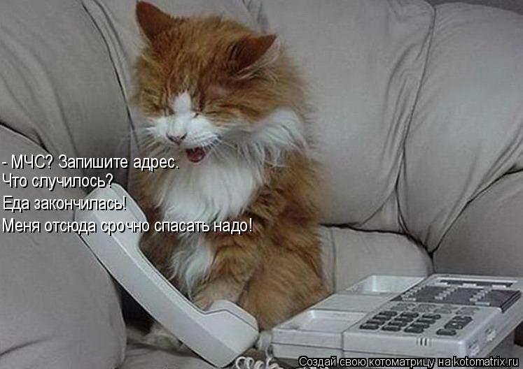 Котоматрица: - МЧС? Запишите адрес. Что случилось?  Еда закончилась!  Меня отсюда срочно спасать надо!