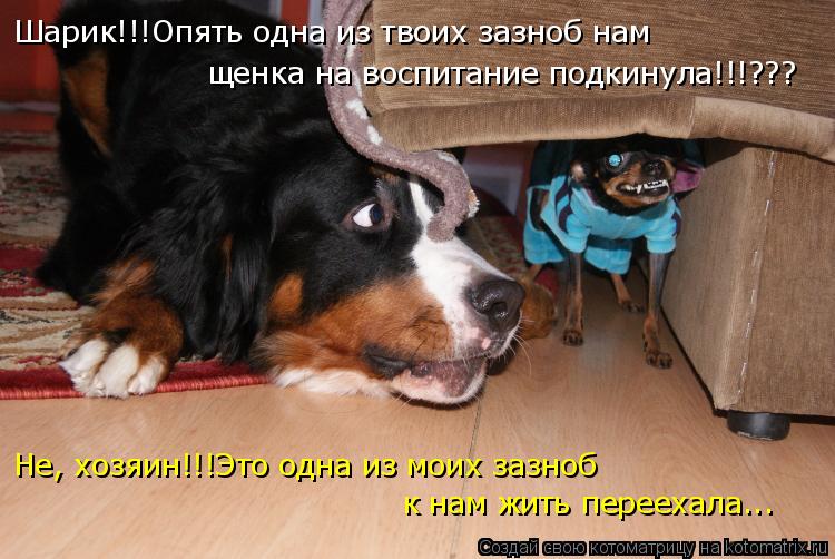 Шарик!!!Опять одна из твоих зазноб нам Не, хозяин!!!Это одна из моих зазноб щенка на воспитание подки... Котоматрица: Шарик!!!Опять одна из твоих зазноб нам Не, хозяин!!!Это одна из моих зазноб щенка на воспитание подкинула!!!??? к нам жить переехала...