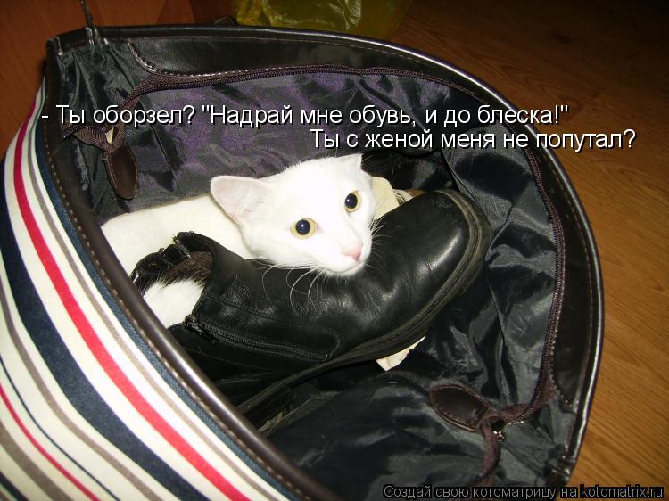 Котоматрица: - Ты оборзел? "Надрай мне обувь, и до блеска!" Ты с женой меня не попутал?