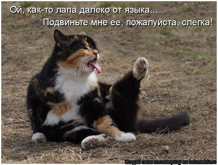Ой, как-то лапа далеко от языка... Подвиньте мне ее, пожалуйста, слегка!... Котоматрица: Ой, как-то лапа далеко от языка... Подвиньте мне ее, пожалуйста, слегка!
