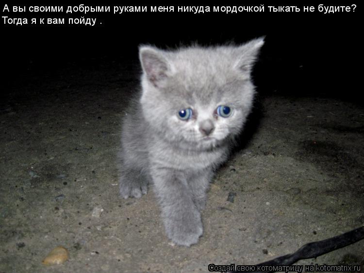 Котоматрица: А вы своими добрыми руками меня никуда мордочкой тыкать не будите? Тогда я к вам пойду …