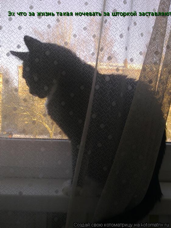 Котоматрица: Эх что за жизнь такая ночевать за шторкой заставляют