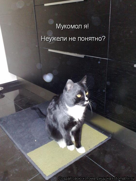 Котоматрица: Мукомол я! Неужели не понятно?