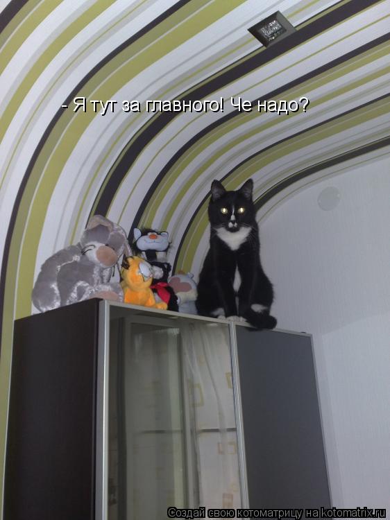Котоматрица: - Я тут за главного! Че надо?