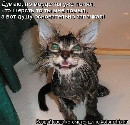 Котоматрица: Думаю, по морде ты уже понял,  что шерсть то ты мне помыл,  а вот душу основательно запачкал!