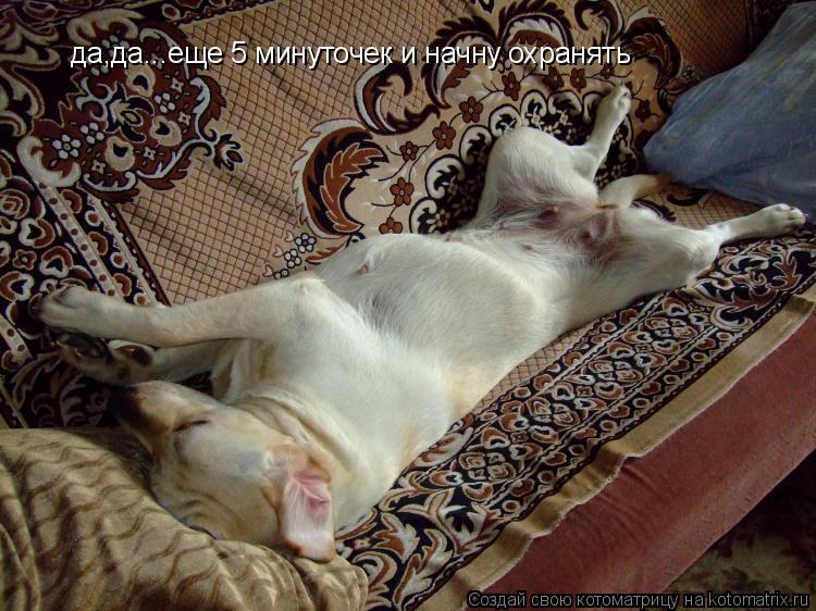 Котоматрица: да,да...еще 5 минуточек и начну охранять
