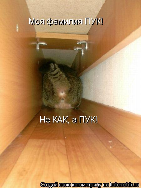 Котоматрица: Не КАК, а ПУК! Моя фамилия ПУК!