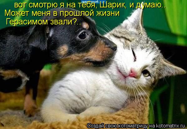 Котоматрица: вот смотрю я на тебя, Шарик, и думаю.. Может меня в прошлой жизни Герасимом звали?..