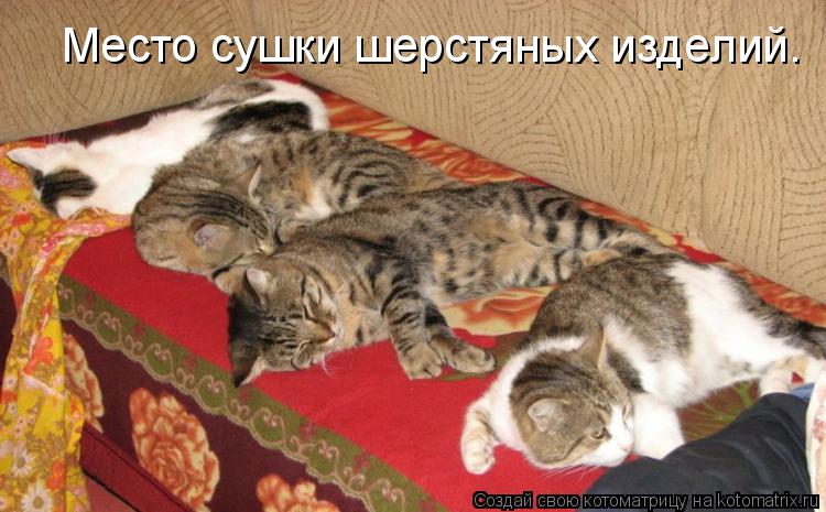 Котоматрица: Место сушки шерстяных изделий.