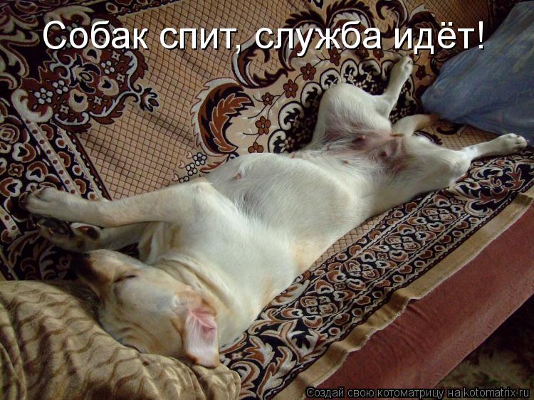 Котоматрица: Собак спит, служба идёт!