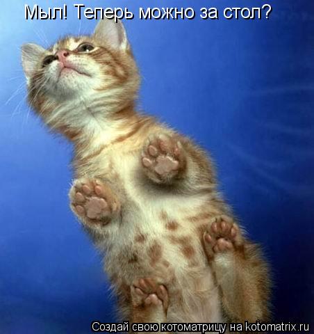 Котоматрица: Мыл! Теперь можно за стол?