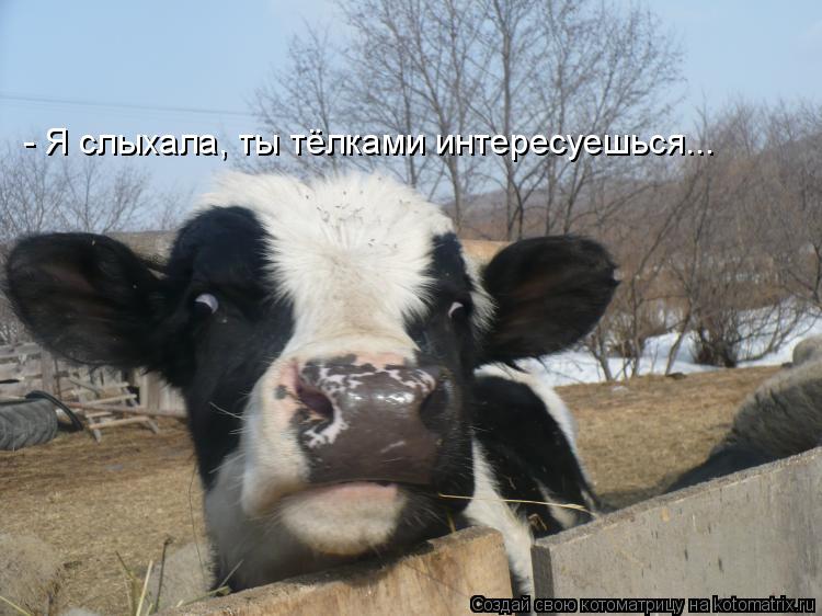 Котоматрица: - Я слыхала, ты тёлками интересуешься...