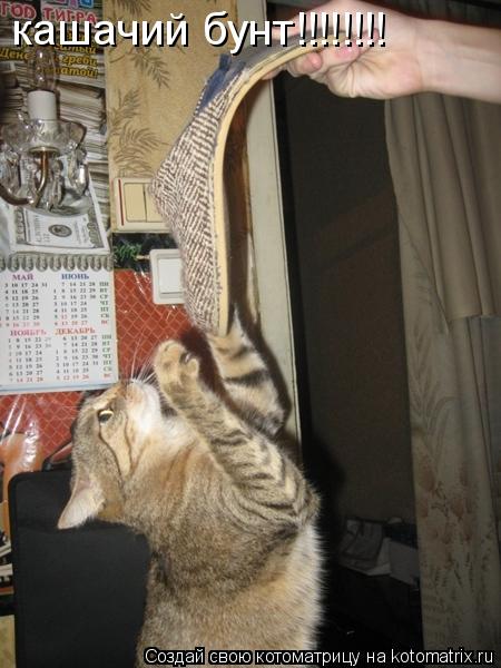 Котоматрица: кашачий бунт!!!!!!!!