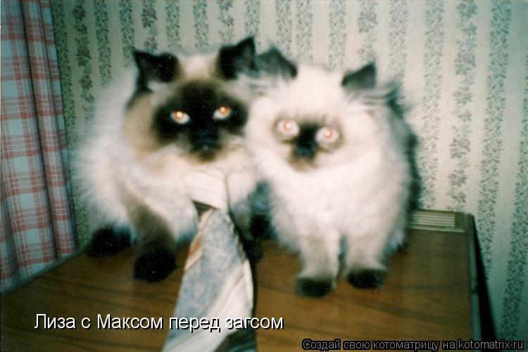 Котоматрица: Лиза с Максом перед загсом Лиза с Максом перед загсом