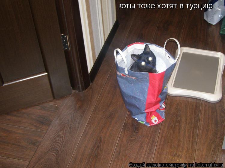 Котоматрица: коты тоже хотят в турцию