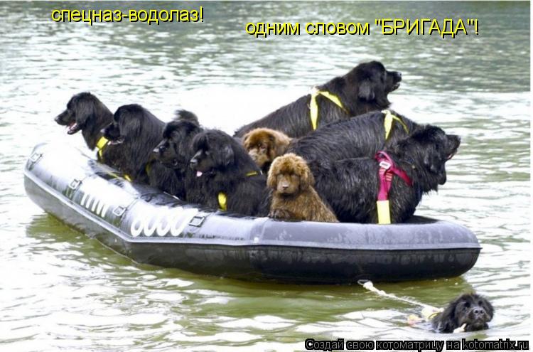 Котоматрица: спецназ-водолаз! одним словом "БРИГАДА"!