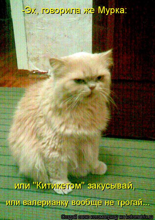 Котоматрица: -Эх, говорила же Мурка: или "Китикетом" закусывай, или валерианку вообще не трогай...