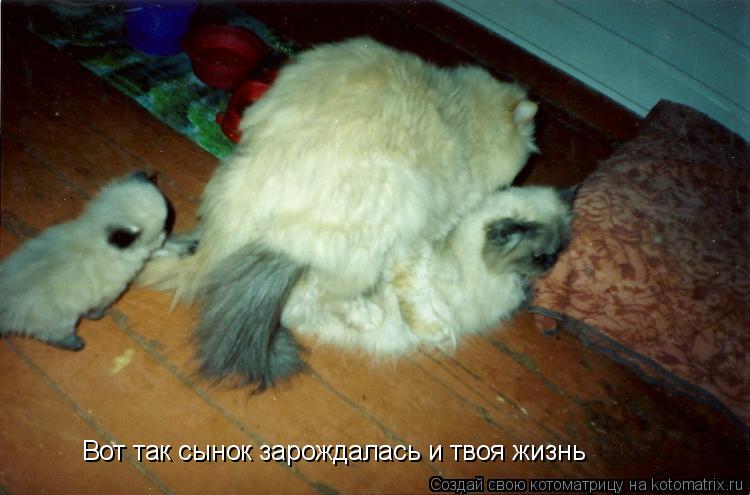 Котоматрица: Вот так сынок зарождалась и твоя жизнь