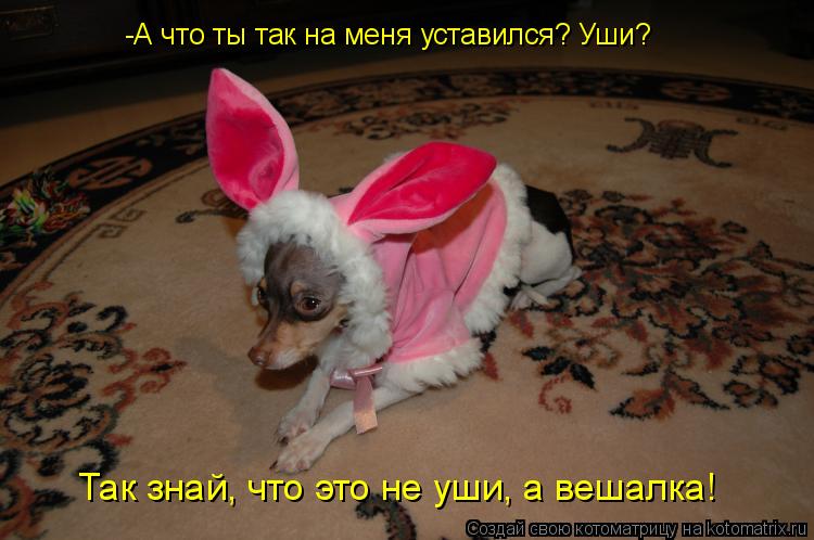 Котоматрица: -А что ты так на меня уставился? Уши? Так знай, что это не уши, а вешалка!