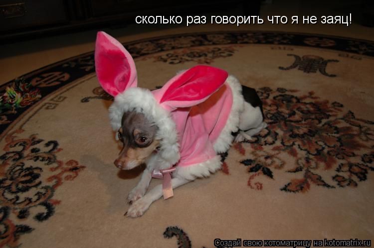 Котоматрица: сколько раз говорить что я не заяц!
