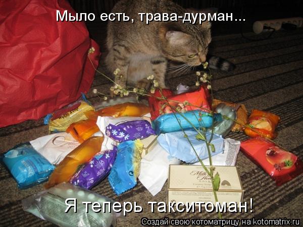 Котоматрица: Мыло есть, трава-дурман... Я теперь такситоман!